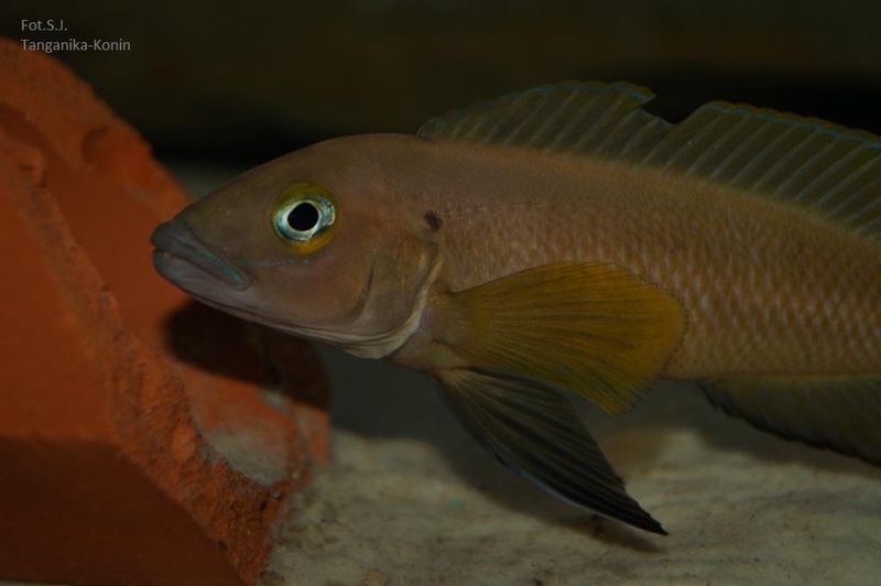 Neolamprologus pectoralis